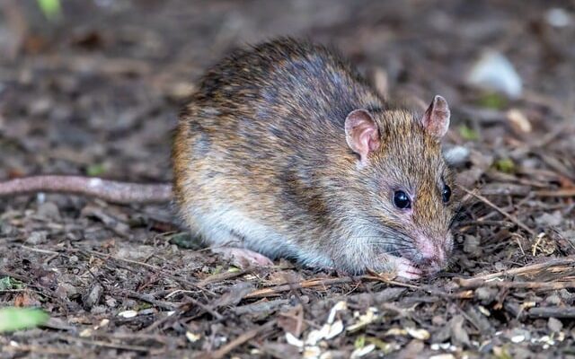 Diseases Caused By Rats To Humans​