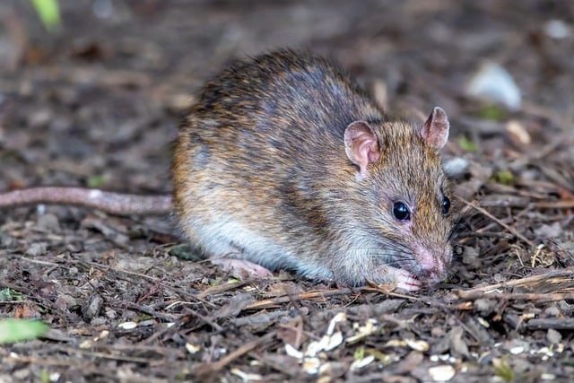 Diseases Caused By Rats To Humans​