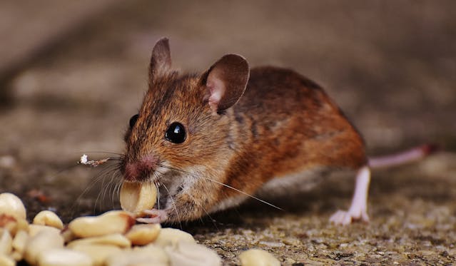 mouse