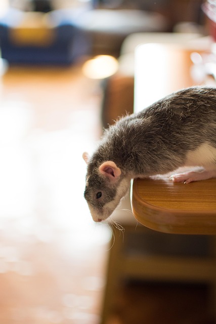 Rats on table