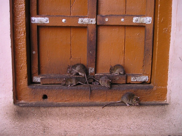 rats